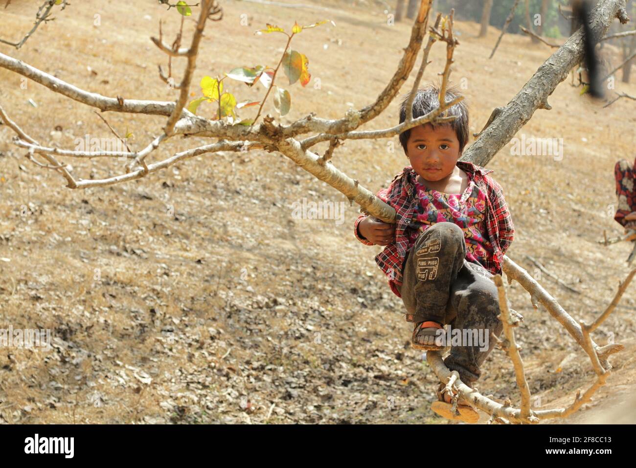 un ragazzino che si diverte con il trampolino del ramo dell'albero. Foto Stock