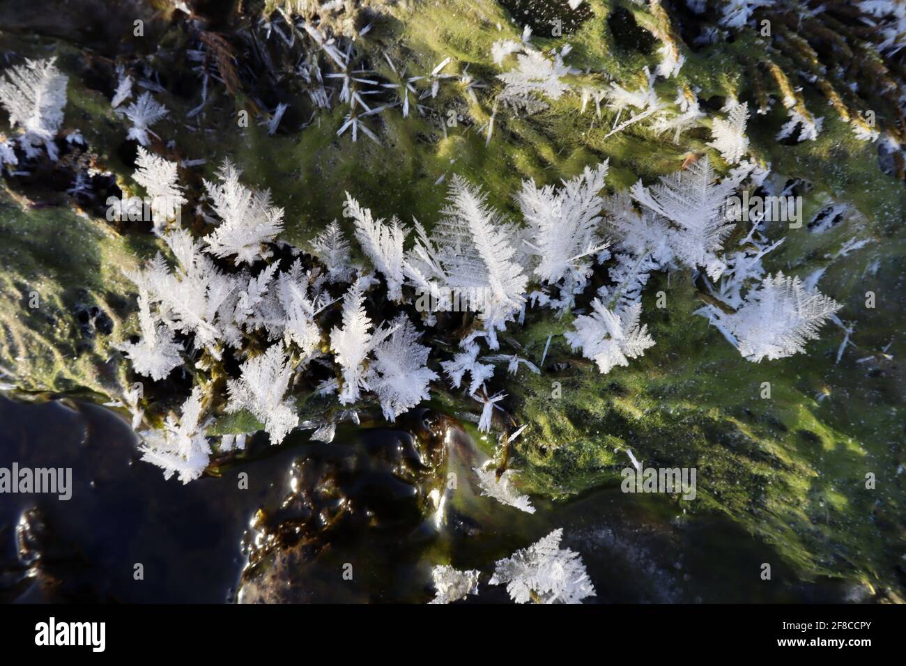 L’eleganza creativa della natura: Sculture di ghiaccio e fiori di ghiaccio, combinati con le acque cristalline e le rocce ricoperte di piante del fiume Yukon. Foto Stock