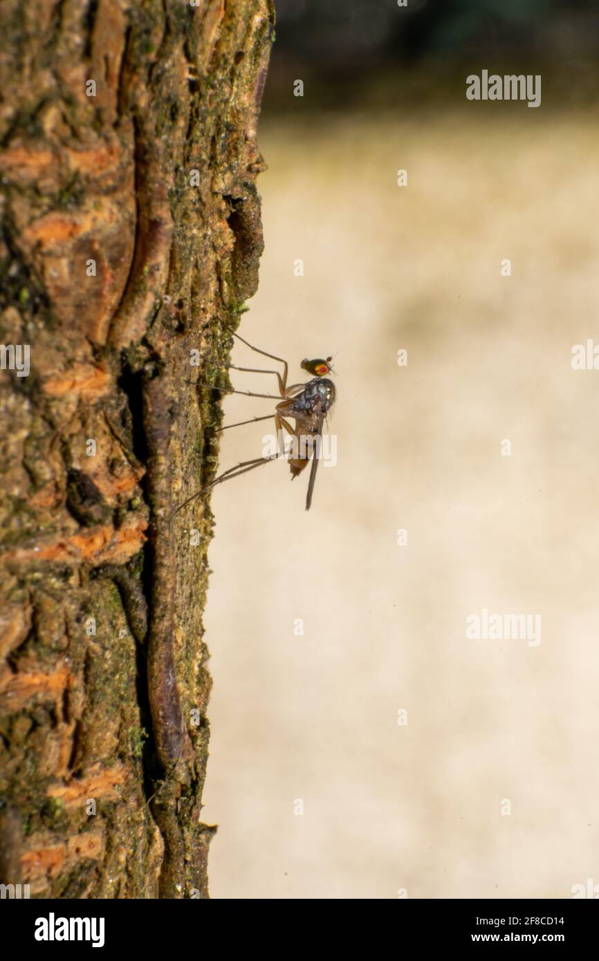 Mosca a gambe lunghe, fotografia macro di Dolichopodidae su un albero di pari. I Dolichopodidae, mosche a gambe lunghe, sono una grande famiglia cosmopolita di vere mosche. Foto Stock