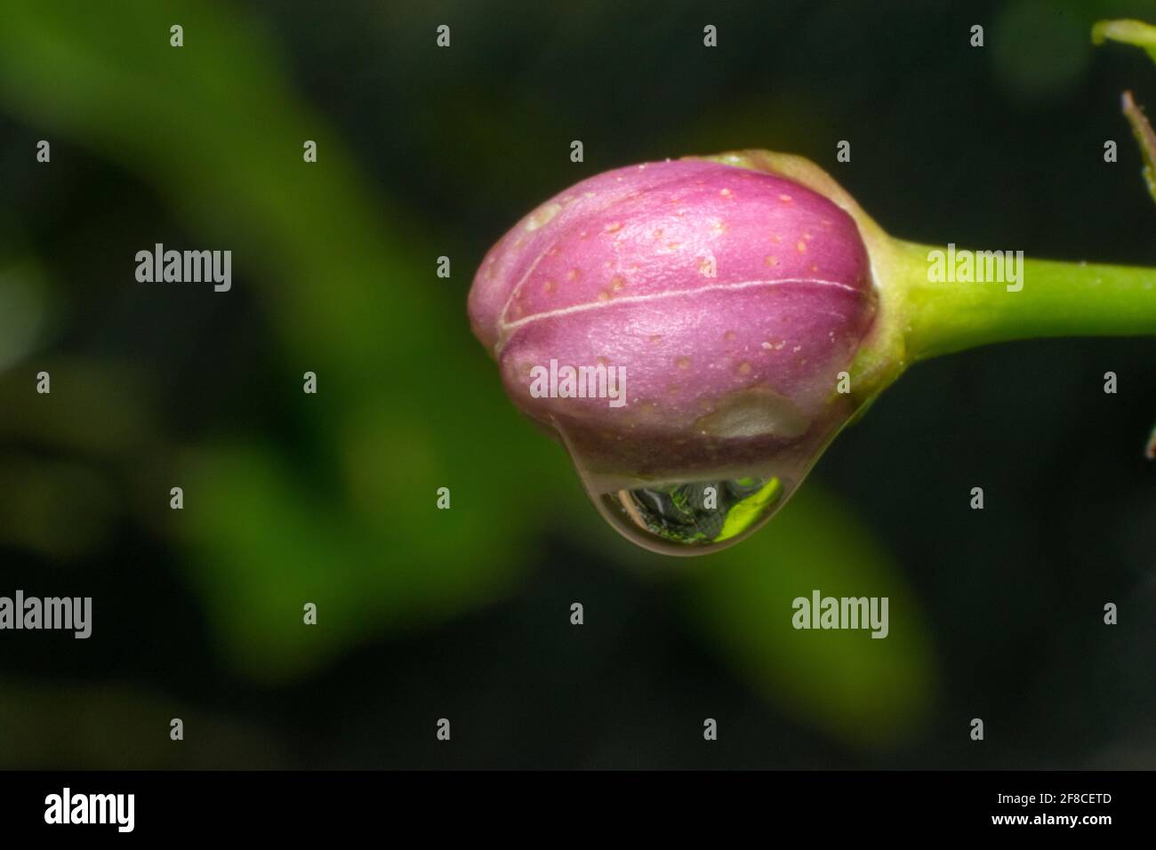 Primo piano fiore di limone con una goccia di pioggia appeso, closeup fotografie con gocce d'acqua Foto Stock