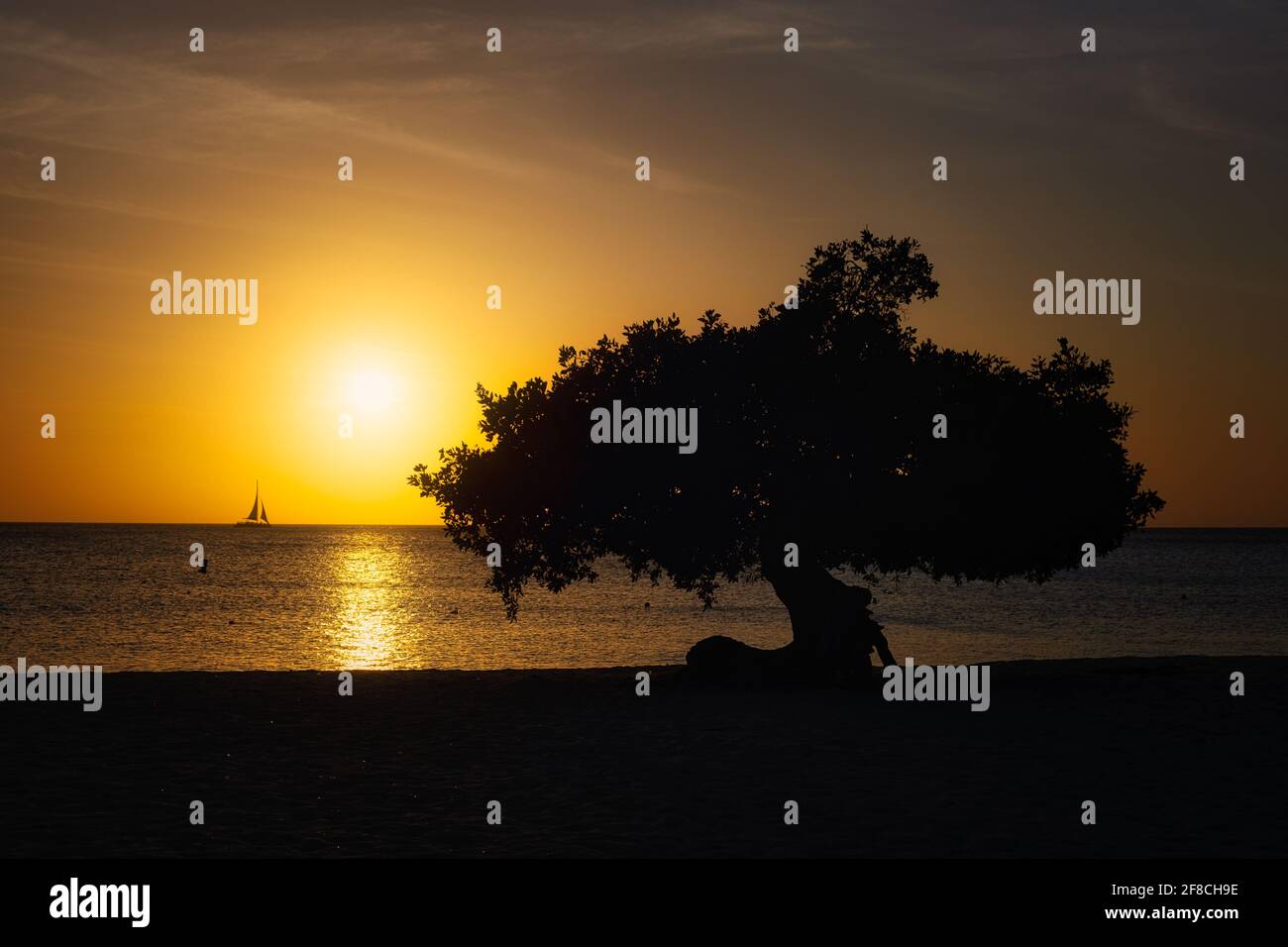 Tramonto a Eagle Beach Aruba, Divi Dive Trees sul litorale di Eagle Beach ad Aruba. Foto Stock