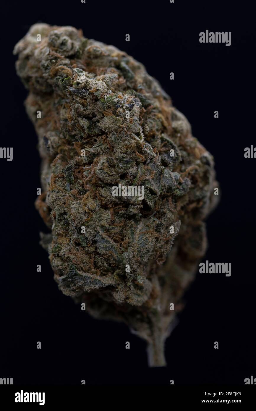 Un primo piano professionale di un bocciolo di fiori di cannabis essiccati, ghiacciato con trichomi cristallini, su uno sfondo nero. Foto Stock