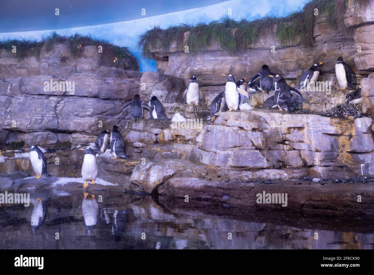 I pinguini di Gentoo arrampicano sulle rocce del loro recinto nell'Acquario l'Oceanografic di Valencia, Spagna. Foto Stock
