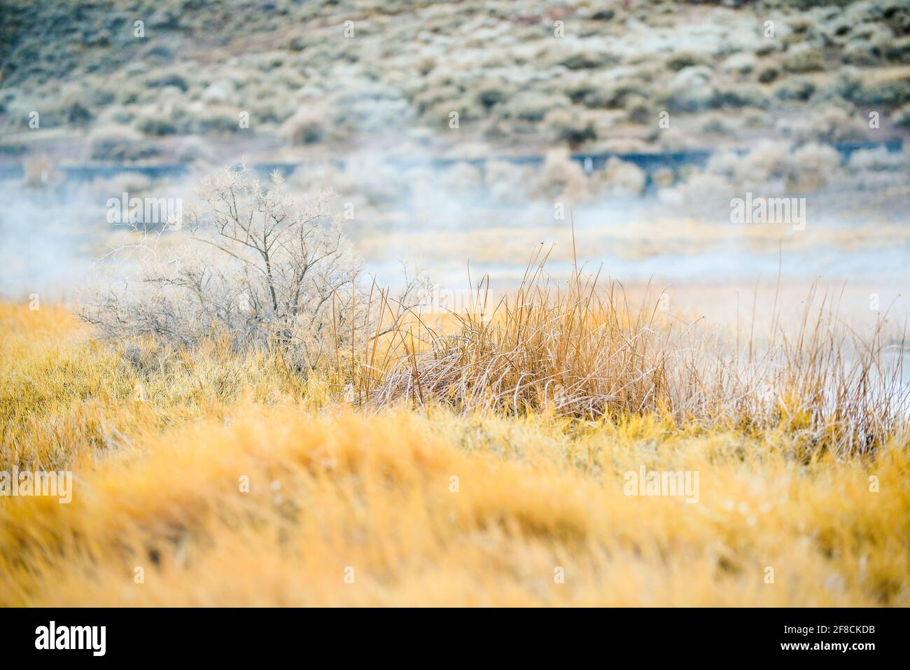 Medio primo piano di piante del deserto con vapore Foto Stock