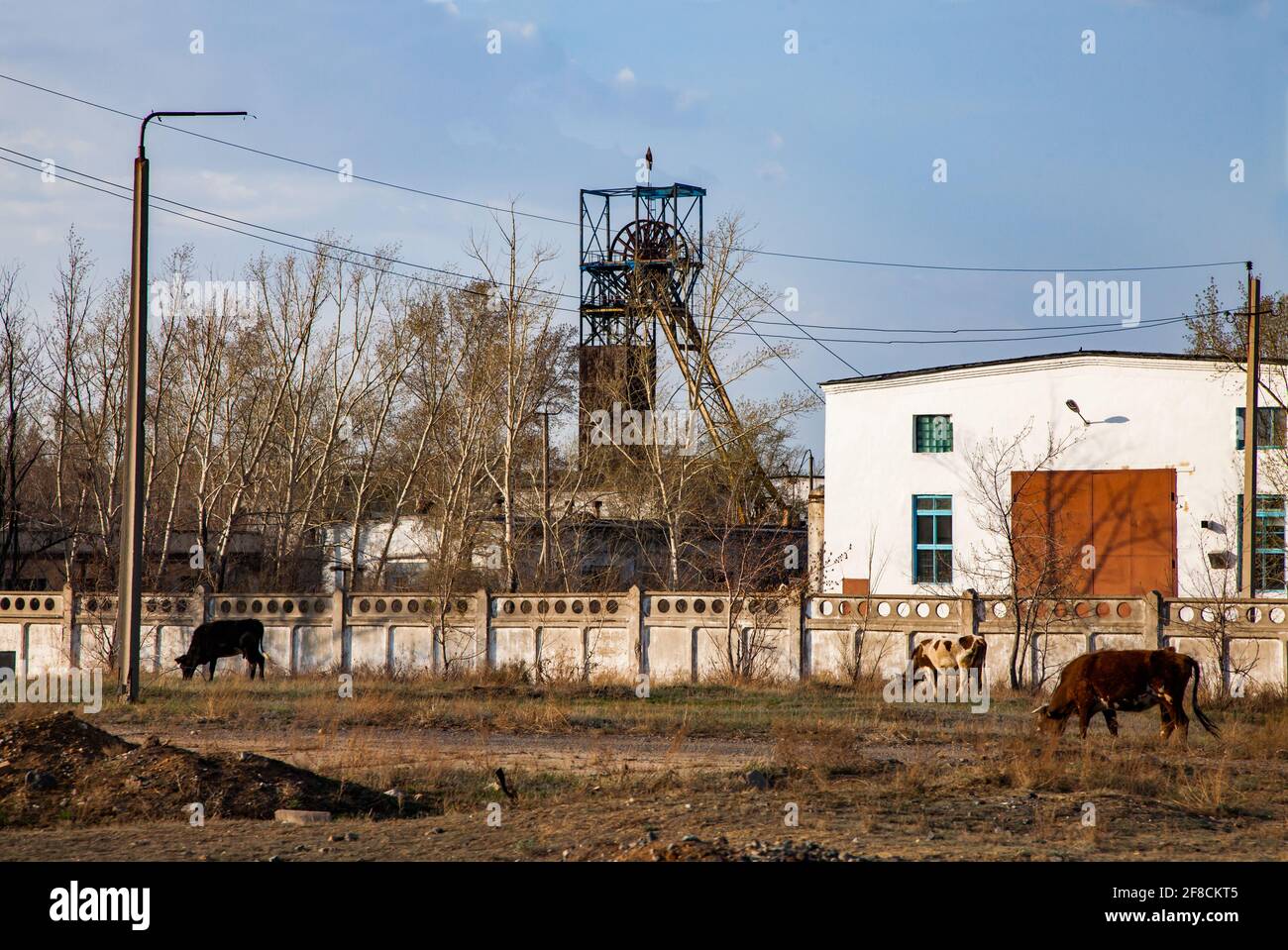 Miniera di Soveit obsoleta. Steppogorsk, Kazakistan. Mucche in primo piano. Foto Stock