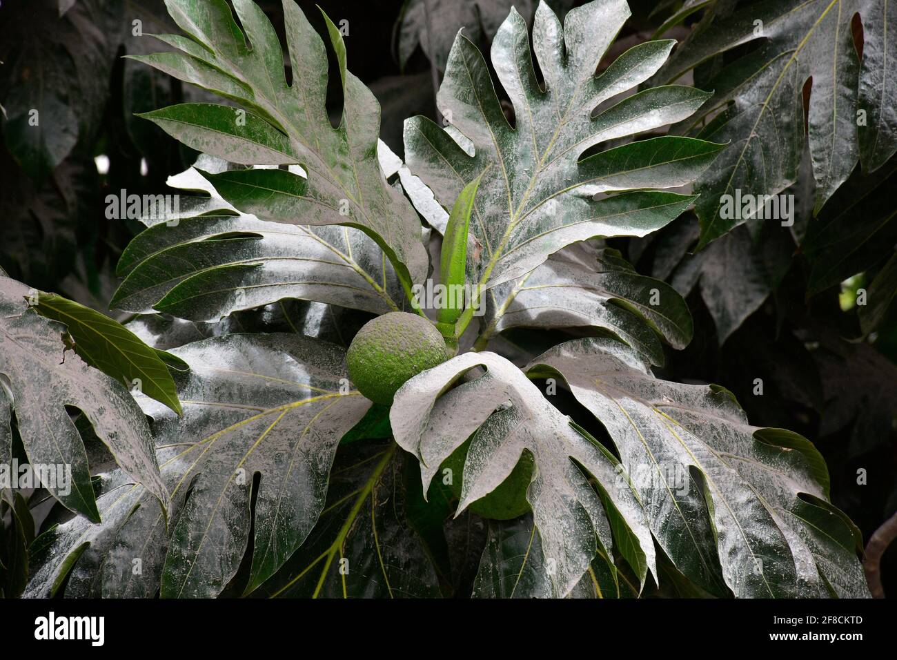 Cenere vulcanica in Barbados dall'eruzione del Vulcano in St Vincent e Grenadine Foto Stock