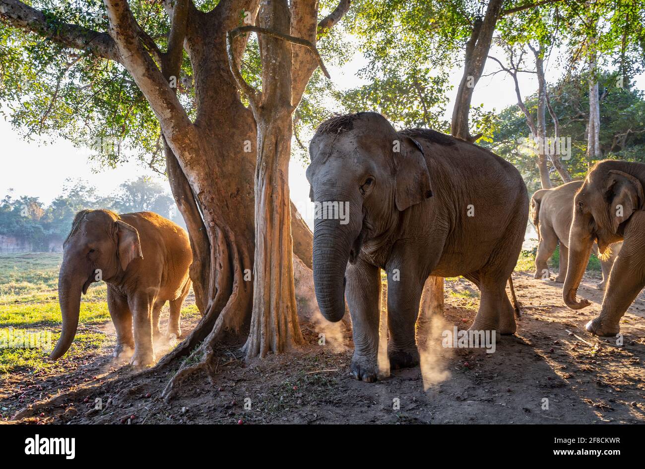 gruppo di elefanti nel santuario degli animali nel triangolo d'oro Foto Stock