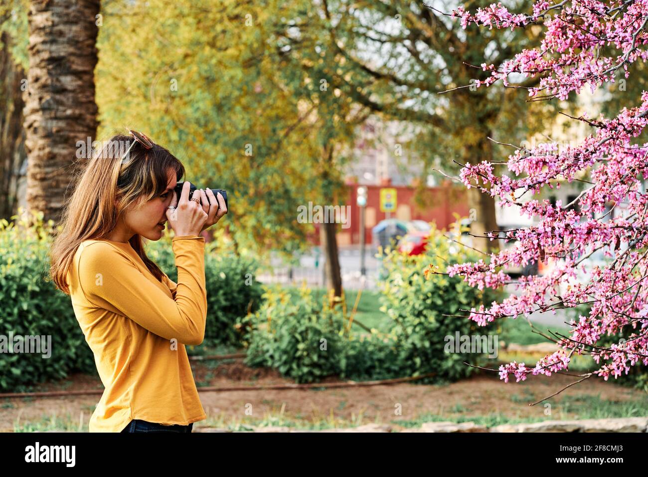 Ragazza giovane scattando le foto dei fiori dell'albero rosa in parcheggia in primavera Foto Stock