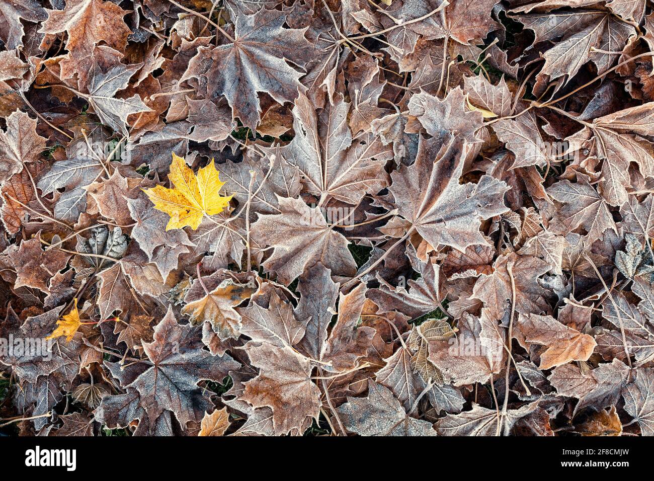 Sfondo di foglia di acero congelato a terra in autunno, autunno, inverno Foto Stock