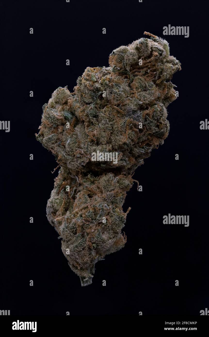 Un primo piano professionale di un bocciolo di fiori di cannabis essiccati, ghiacciato con trichomi cristallini, su uno sfondo nero. Foto Stock