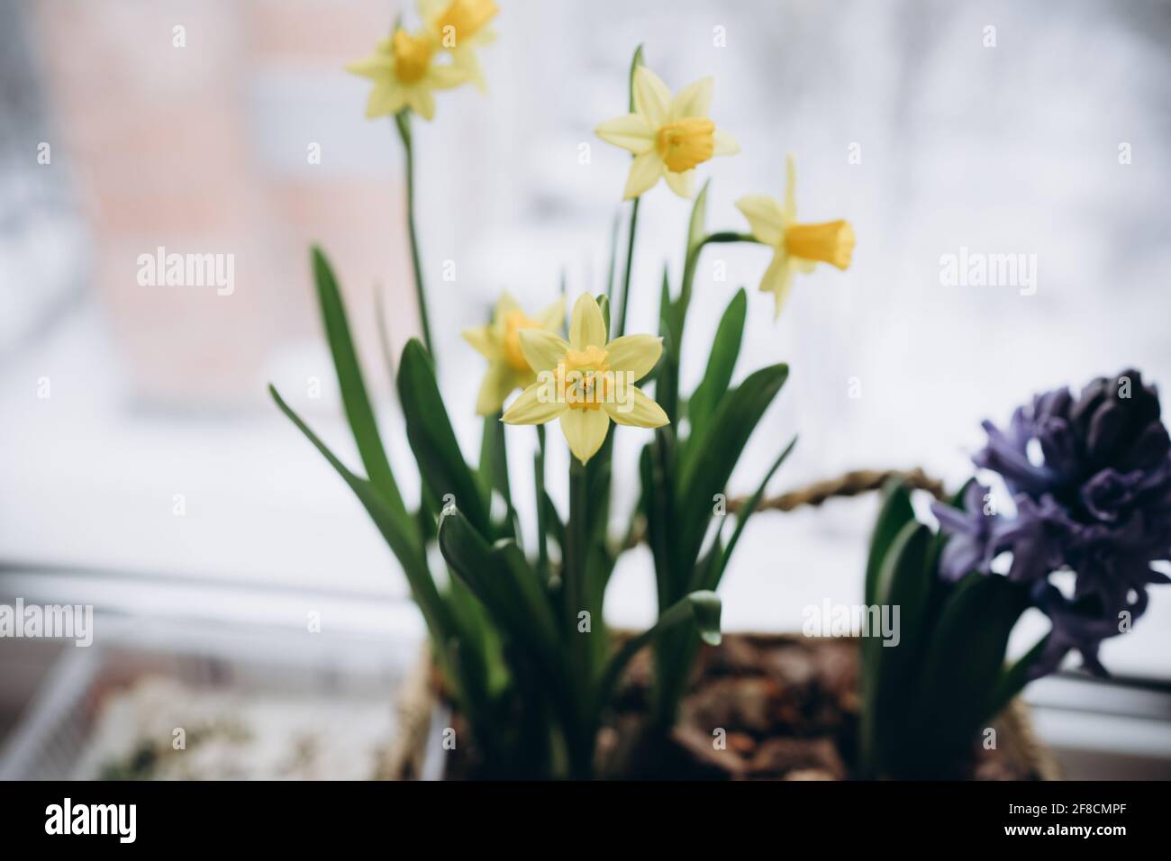 narcisi gialli e giacinto viola in un cestino sul davanzale Foto Stock