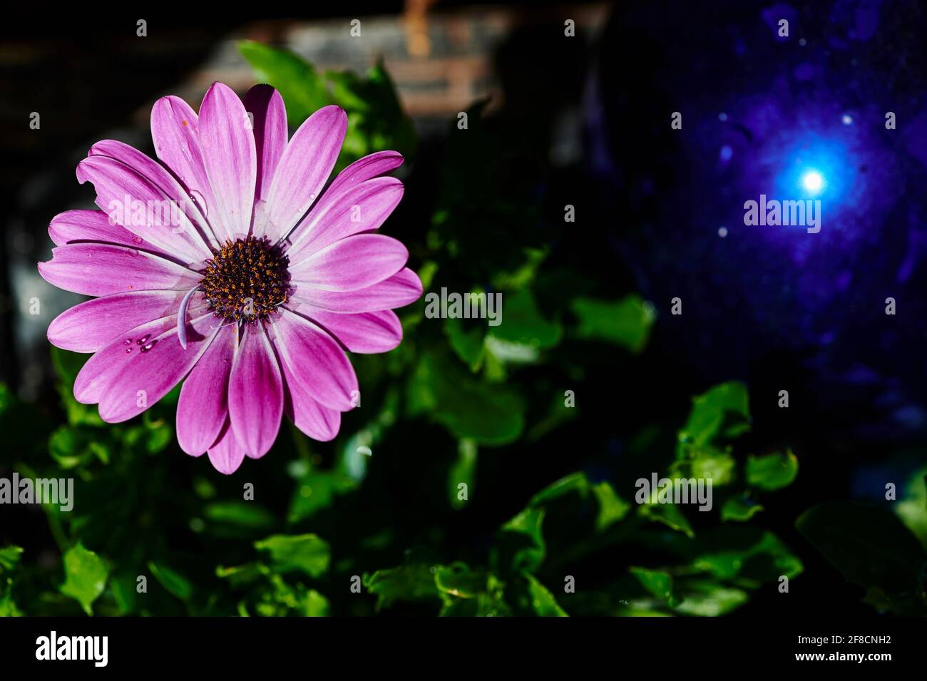 Macro shot di una marguerite rosa (Leucanthemum) al sole. Foto Stock