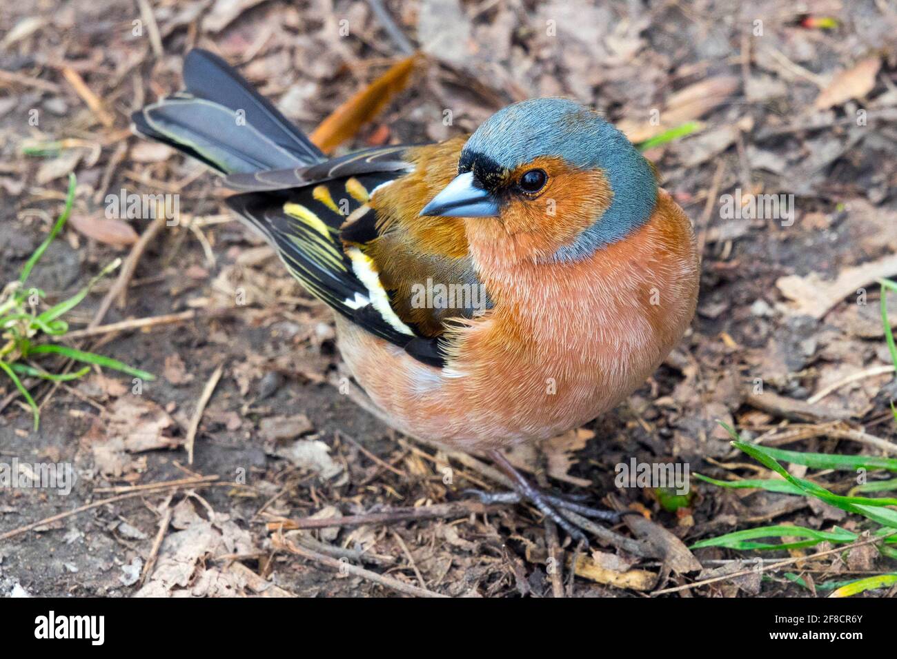 Corsetto maschio Fringilla coelebs uccello Songbird piume adulti Plumage Spring Wild Animal Ground Wildlife Passeriformes Passerine Nature Foto Stock
