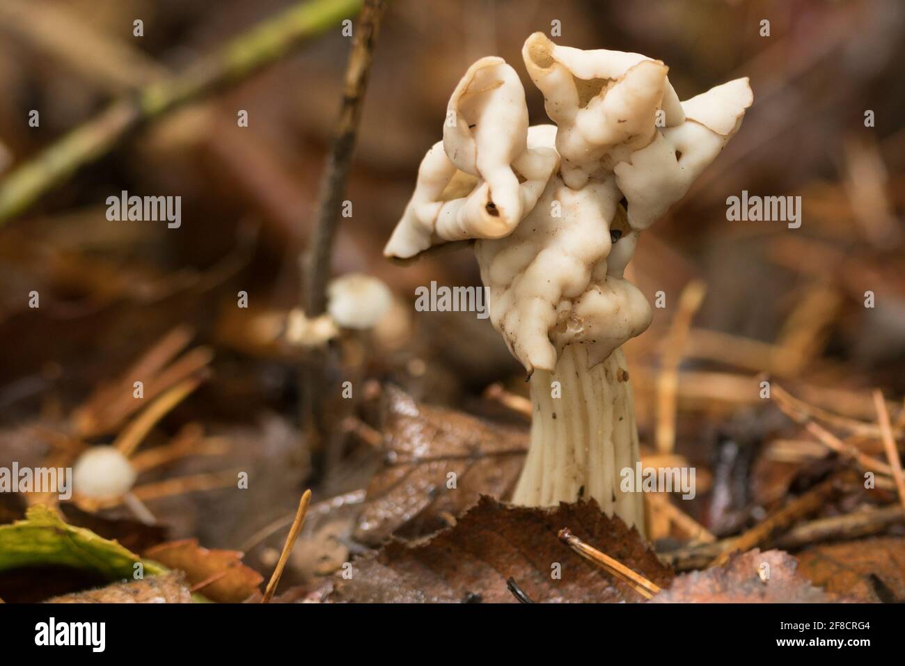 Fungo bianco della sella (Helvella crisspa). Surrey, Regno Unito. Foto Stock