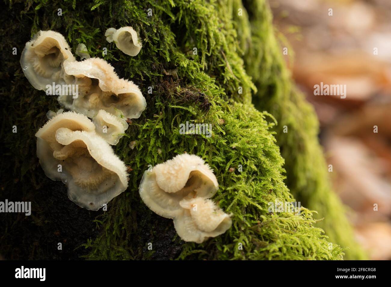 Tripe fungus (Auricularia mesenterica). Surrey, Regno Unito. Foto Stock