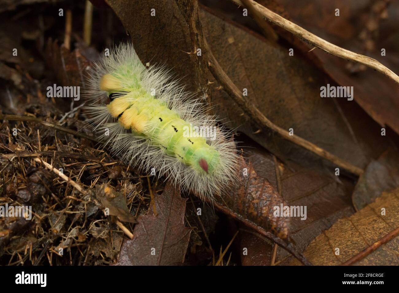 Pallido tussock (Calliteara pudibunda) larva su pavimento boscoso. Surrey, Regno Unito. Foto Stock