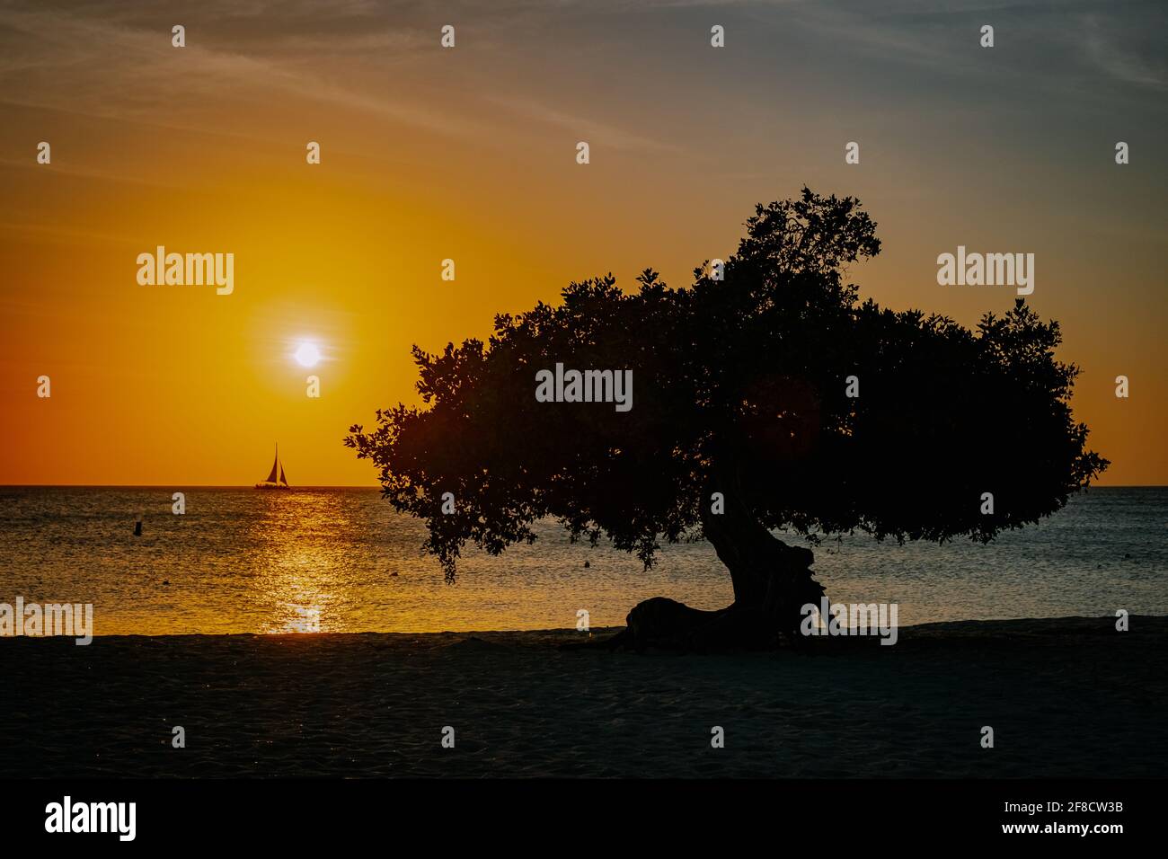 Tramonto a Eagle Beach Aruba, Divi Dive Trees sul litorale di Eagle Beach ad Aruba. Foto Stock