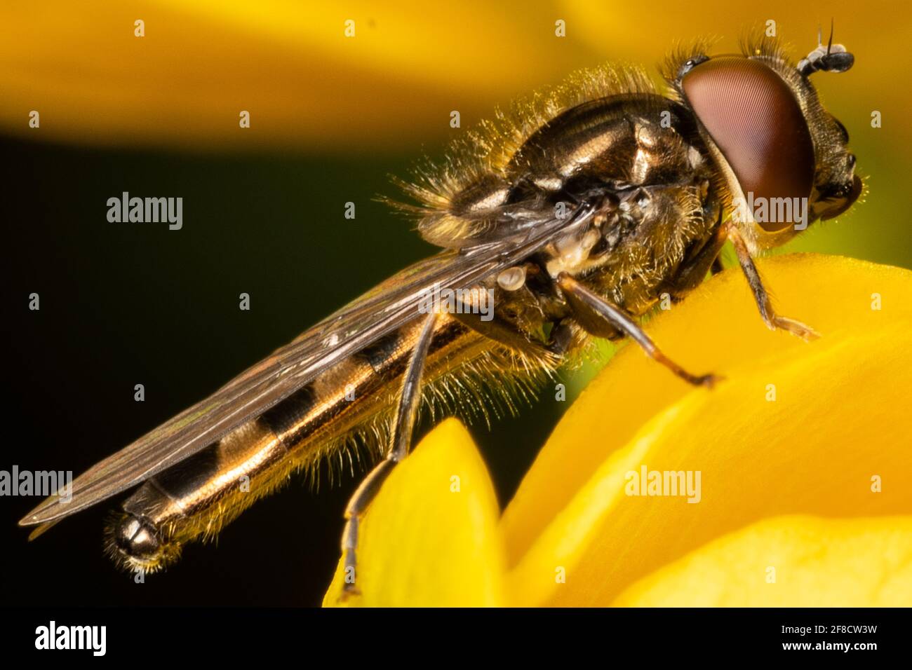 Hoverfly Foto Stock