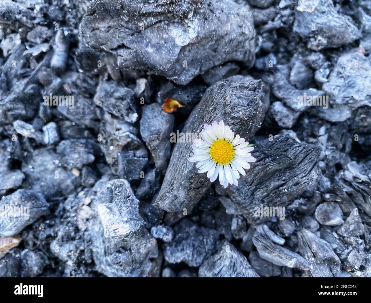 Lone fiore tra carbone bruciato - segno di speranza, fede, migliore concetto futuro Foto Stock