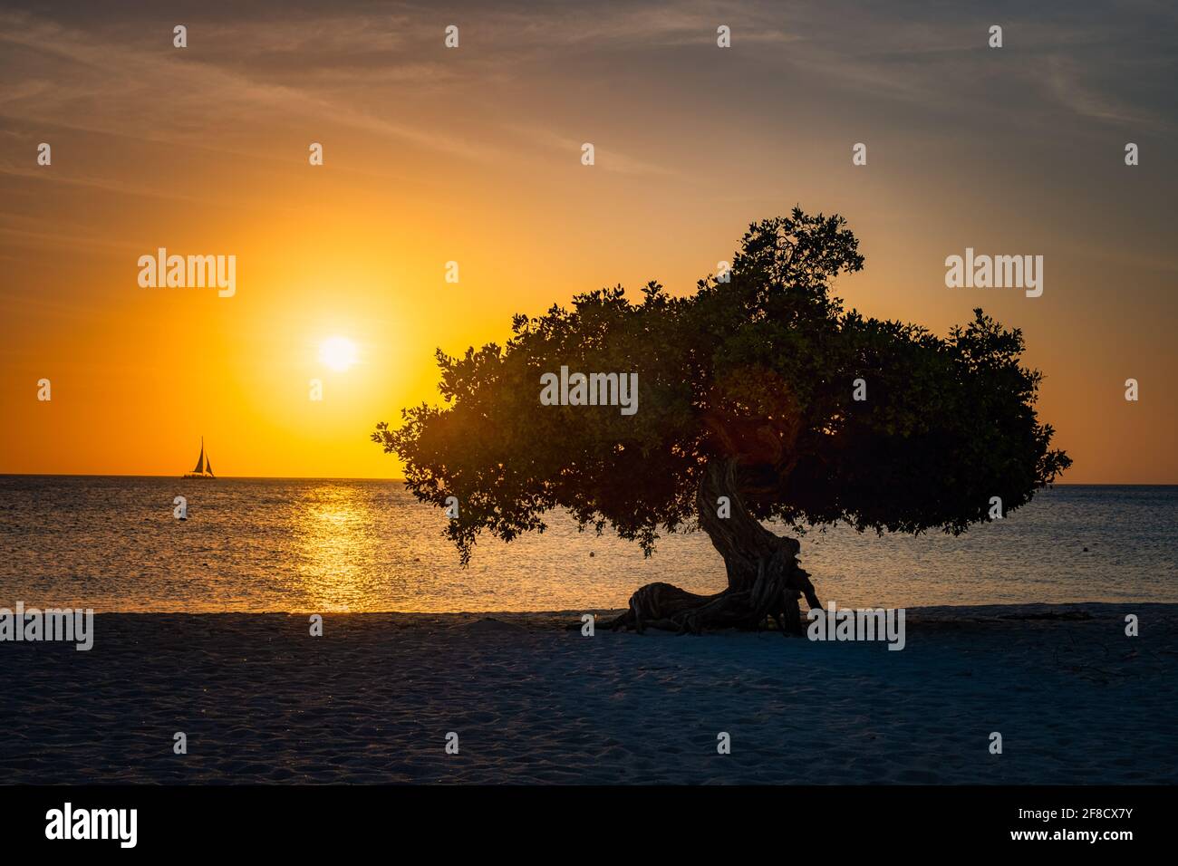 Tramonto a Eagle Beach Aruba, Divi Dive Trees sul litorale di Eagle Beach ad Aruba. Foto Stock