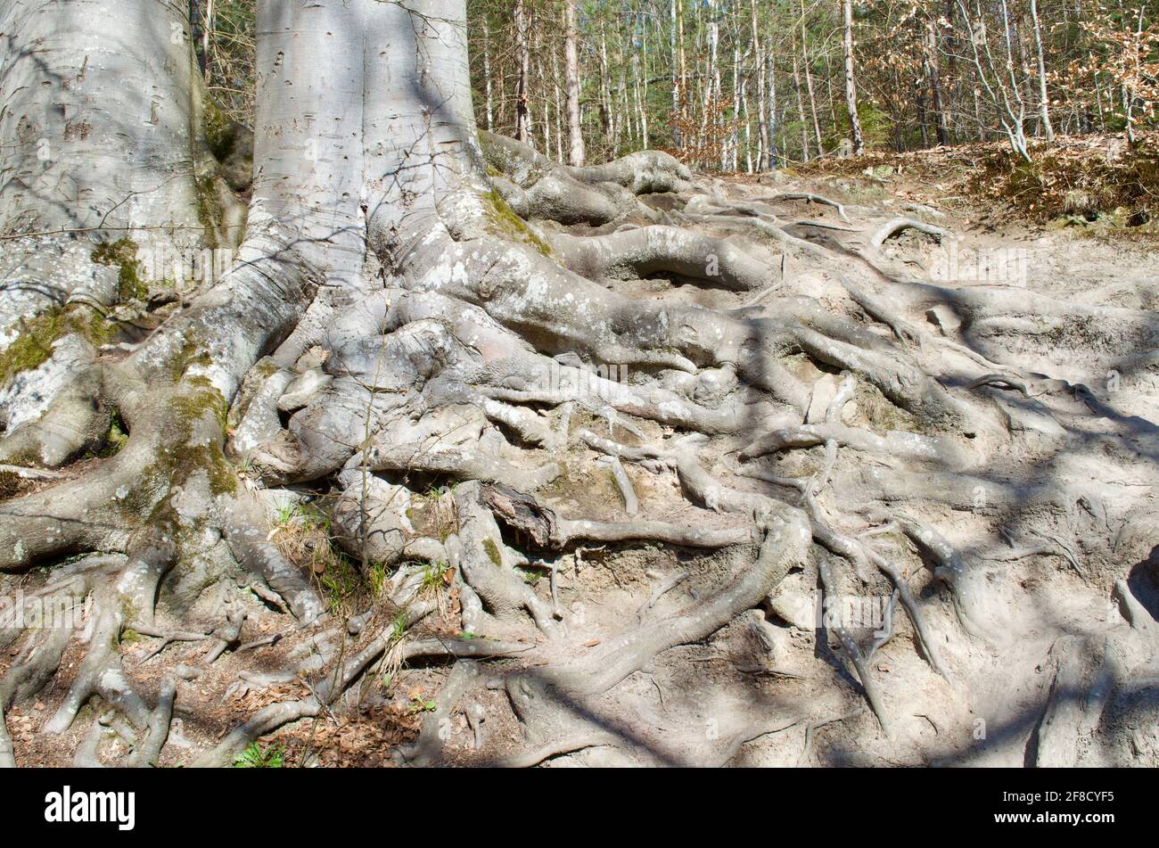 molte radici spesse di un albero magico Foto Stock