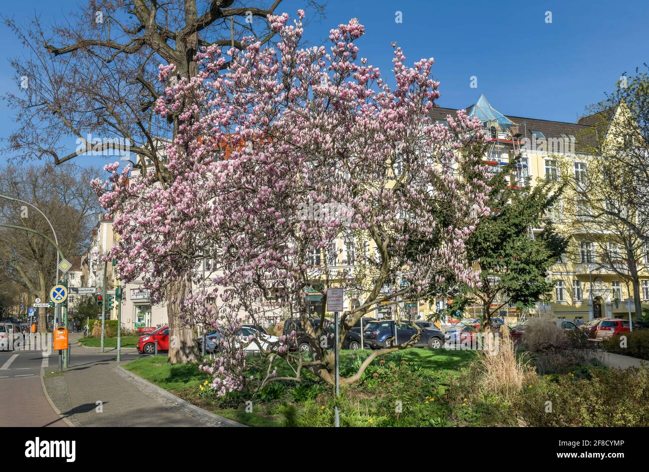 Hellrosane Magnolie (Magnolia) Foto Stock