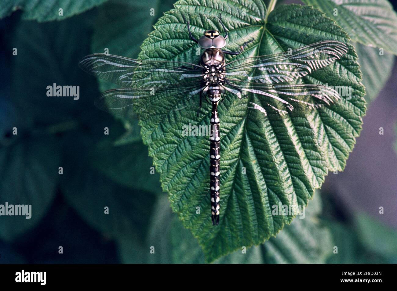 Dragonfly - libellule in ambiente naturale Foto Stock