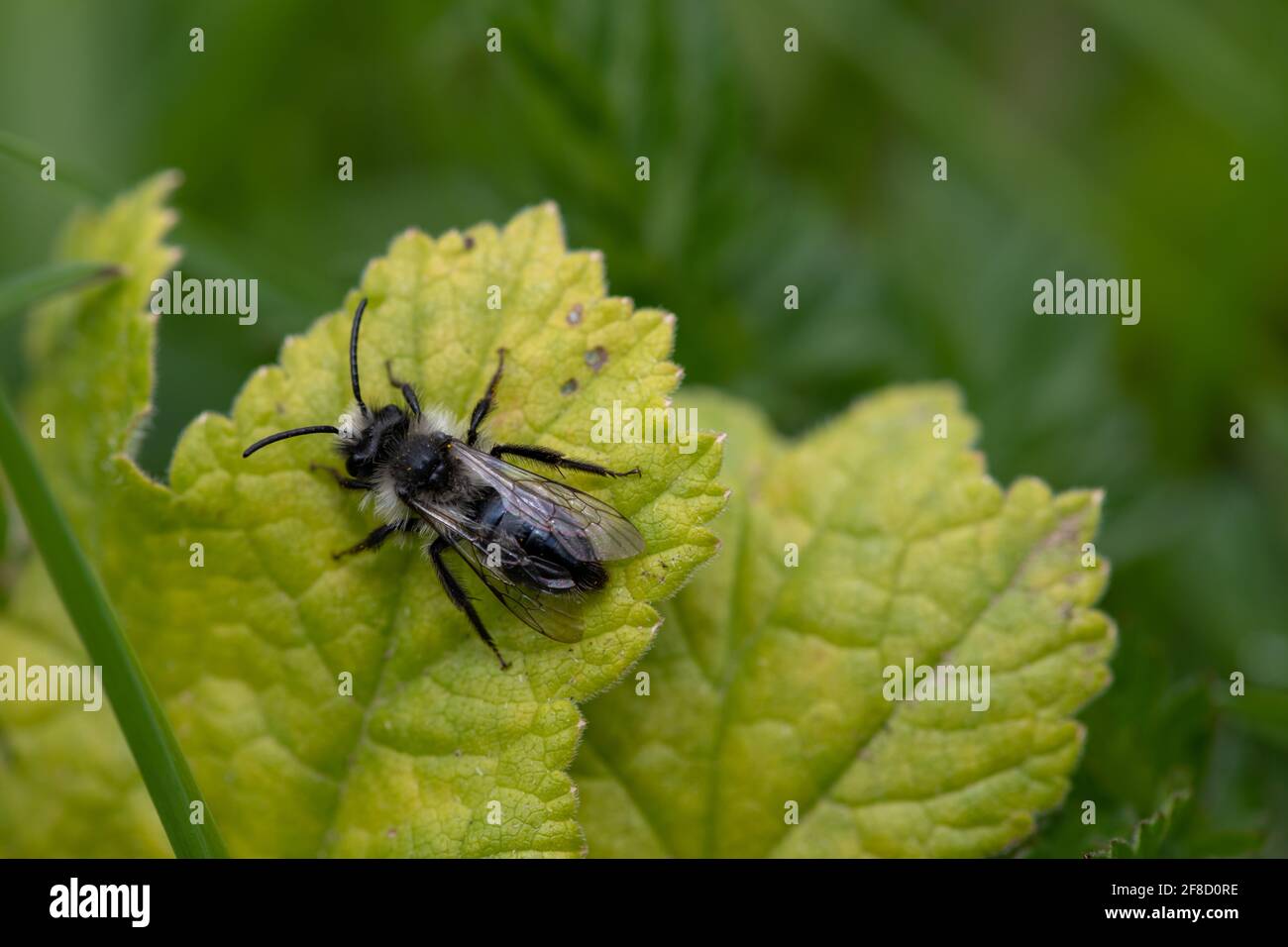 Primo piano di un'ape da miniera di ceneri (andrena cineraria) su una foglia in un prato Foto Stock