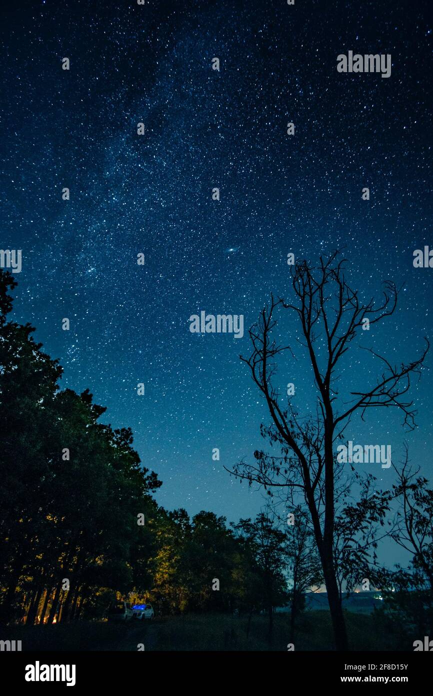 Cielo stellato trasparente sopra la cintura forestale Foto Stock