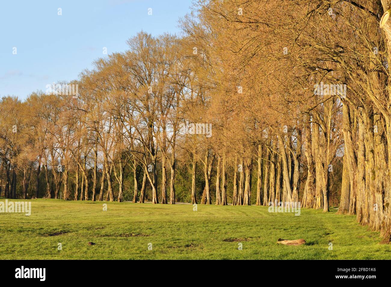 Alberi in un parco in un pomeriggio di sole Foto Stock