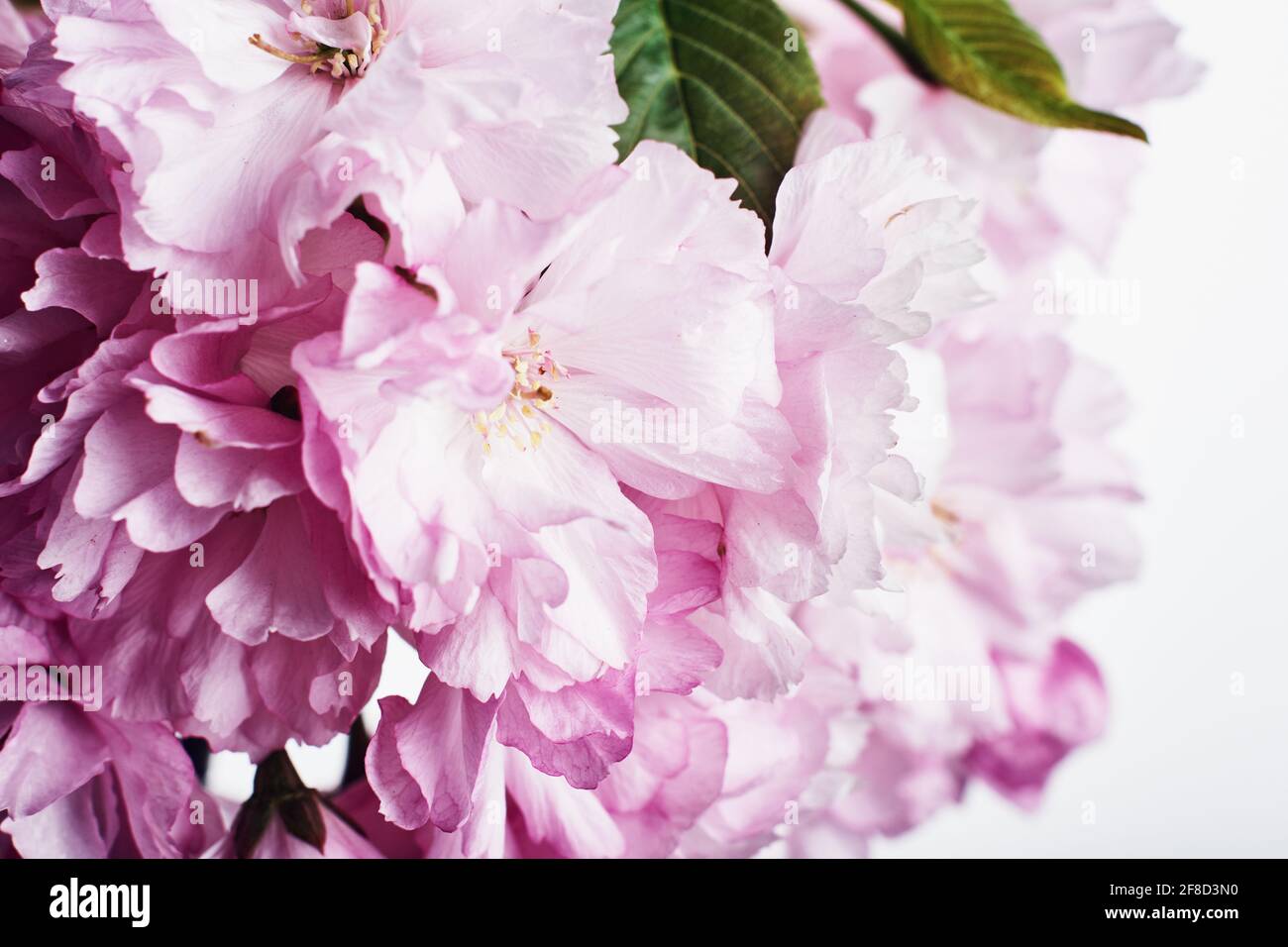 Fioritura dei ciliegi. Fiori rosa sakura su sfondo chiaro. Foto Stock