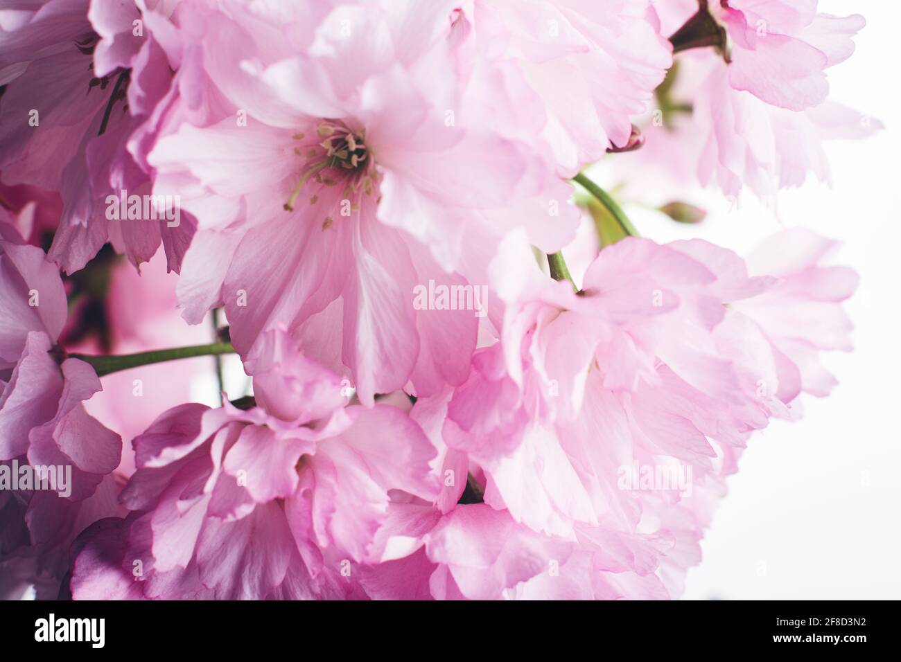 Fioritura dei ciliegi. Fiori rosa sakura su sfondo chiaro. Foto Stock