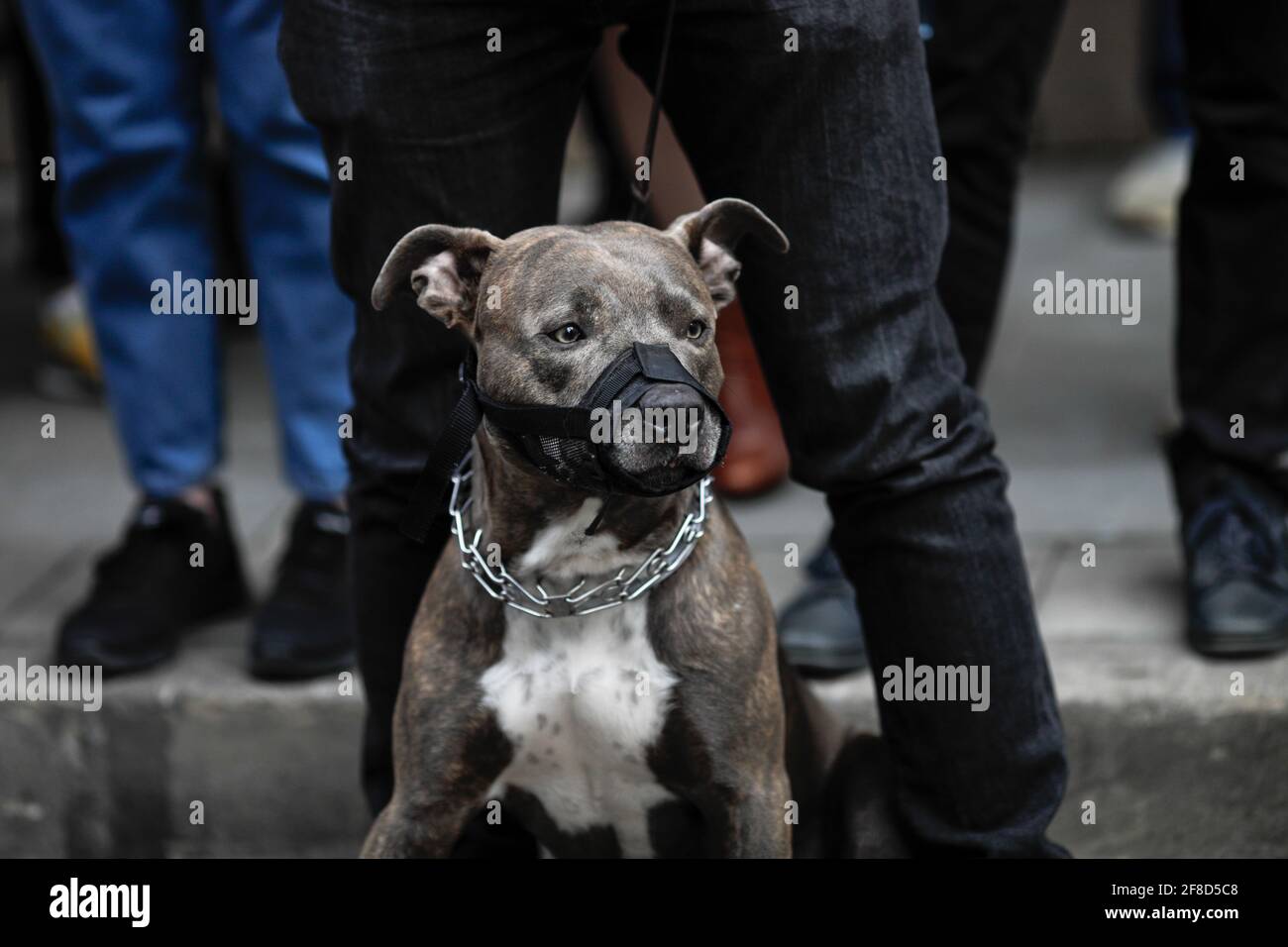 Immagine della profondità di campo poco profonda (fuoco selettivo) con un pitbull che indossa un muso insieme a un gruppo di persone. Foto Stock