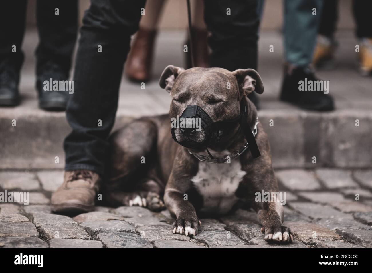 Immagine della profondità di campo poco profonda (fuoco selettivo) con un pitbull che indossa un muso insieme a un gruppo di persone. Foto Stock
