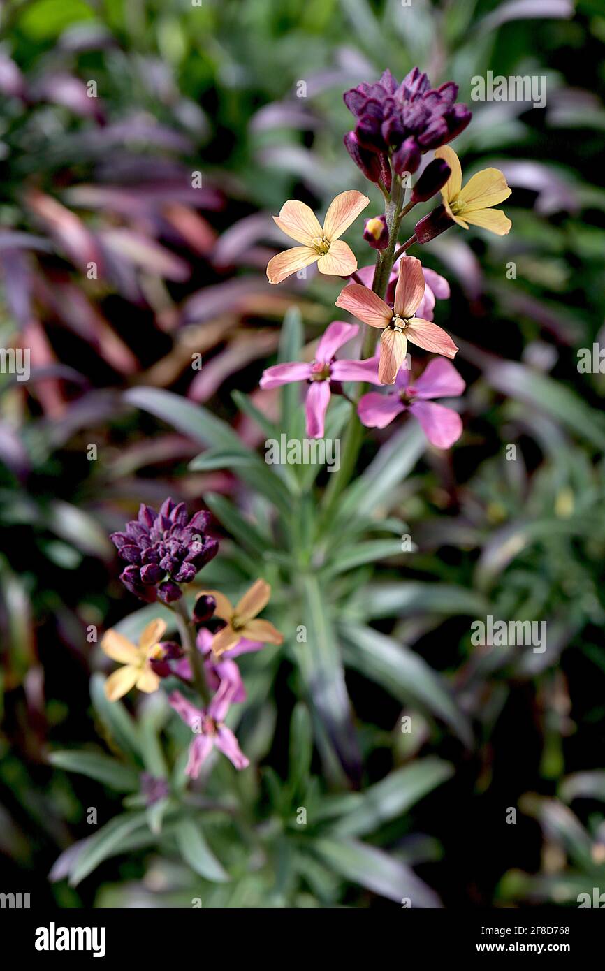 Erysimum mutabile ‘Tricolor’ fiori da parete intercambiabili – fiori multicolore che cambiano su steli alti, aprile, Inghilterra, Regno Unito Foto Stock