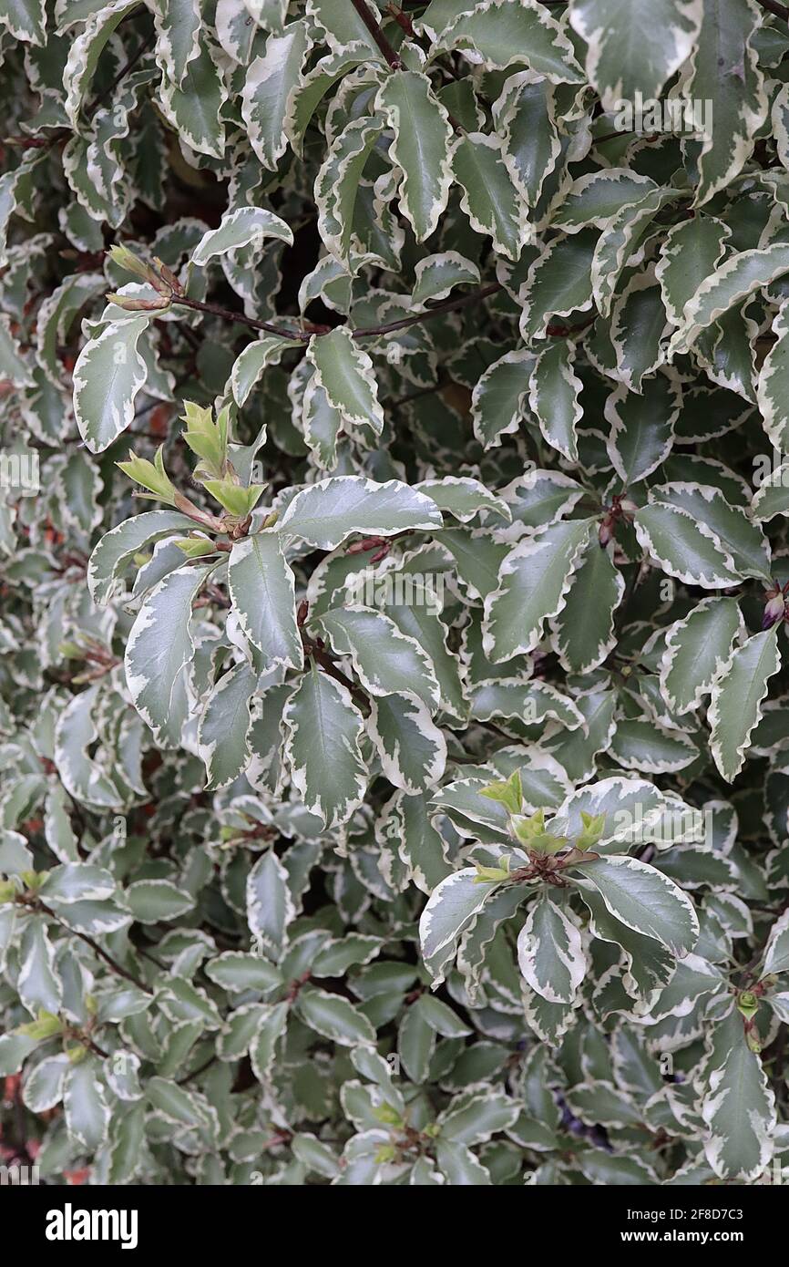 Pittosporum tenuifolium ‘Silver Queen’ tawhawhi Silver Queen – foglie verdi di ulivo di piccole dimensioni con margini di crema e bordi ondulati, aprile, Inghilterra, Regno Unito Foto Stock