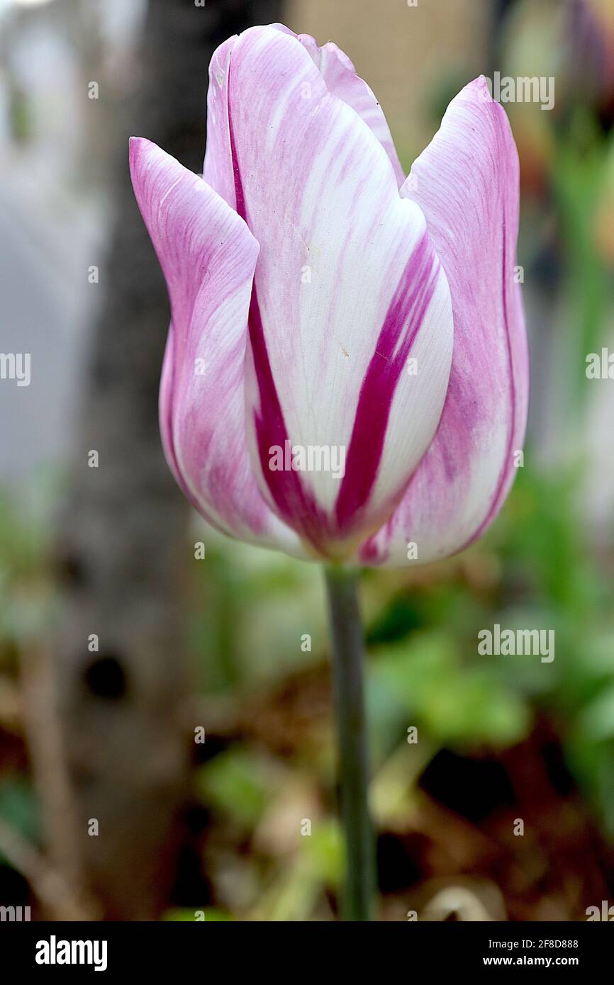 Tulipa ‘Flaming Flag’ Trionfo tulipano 3 Flaming Flag tulipano – fiori bianchi, fiamme viola, aprile, Inghilterra, Regno Unito Foto Stock