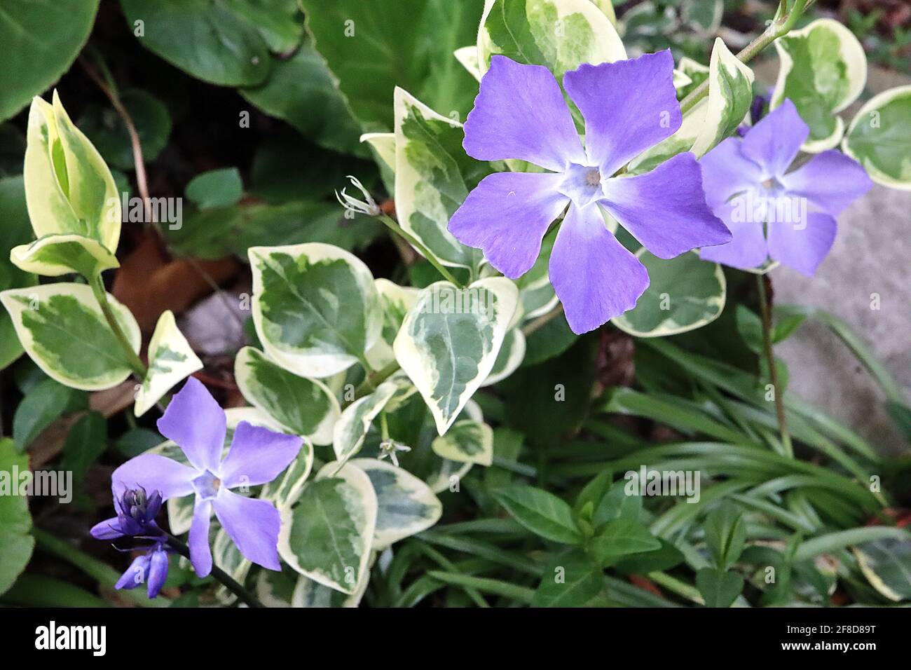 Vinca Major variegata maggiore perivinkle – fiori violetti a forma di stella e foglie variegate, aprile, Inghilterra, Regno Unito Foto Stock
