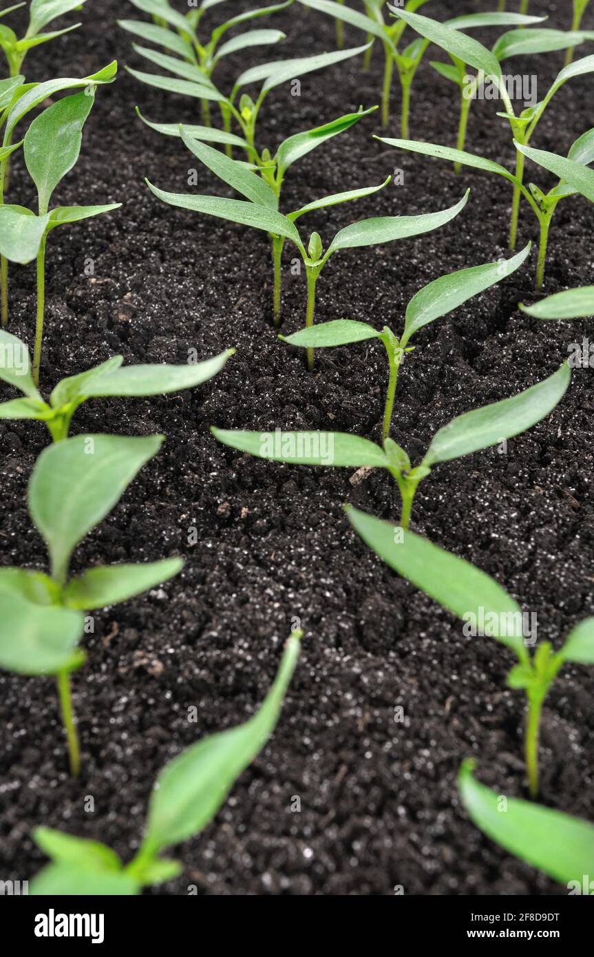 primo piano di giovani pianta del pepe nella serra pronto per piantare nel giardino di verdure Foto Stock