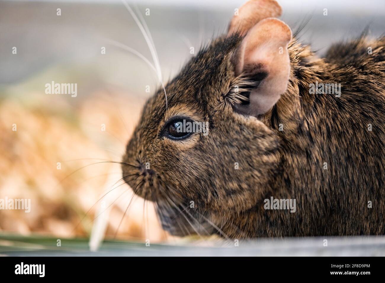 Carino profilo di scoiattolo cileno degu Foto Stock