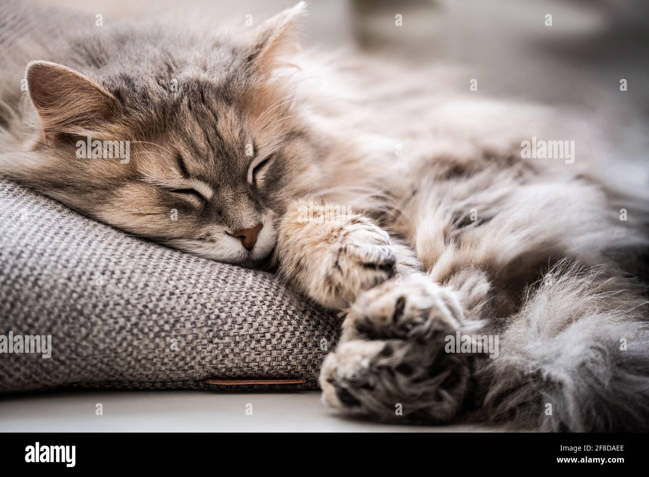 Bellissimo gatto che dorme sul cuscino a casa Foto Stock