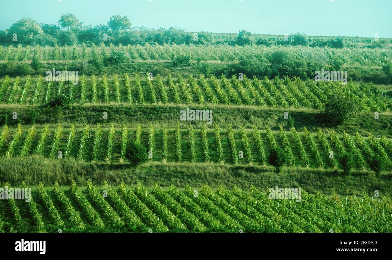 Splendida vista sulle uve verdi a strisce Foto Stock