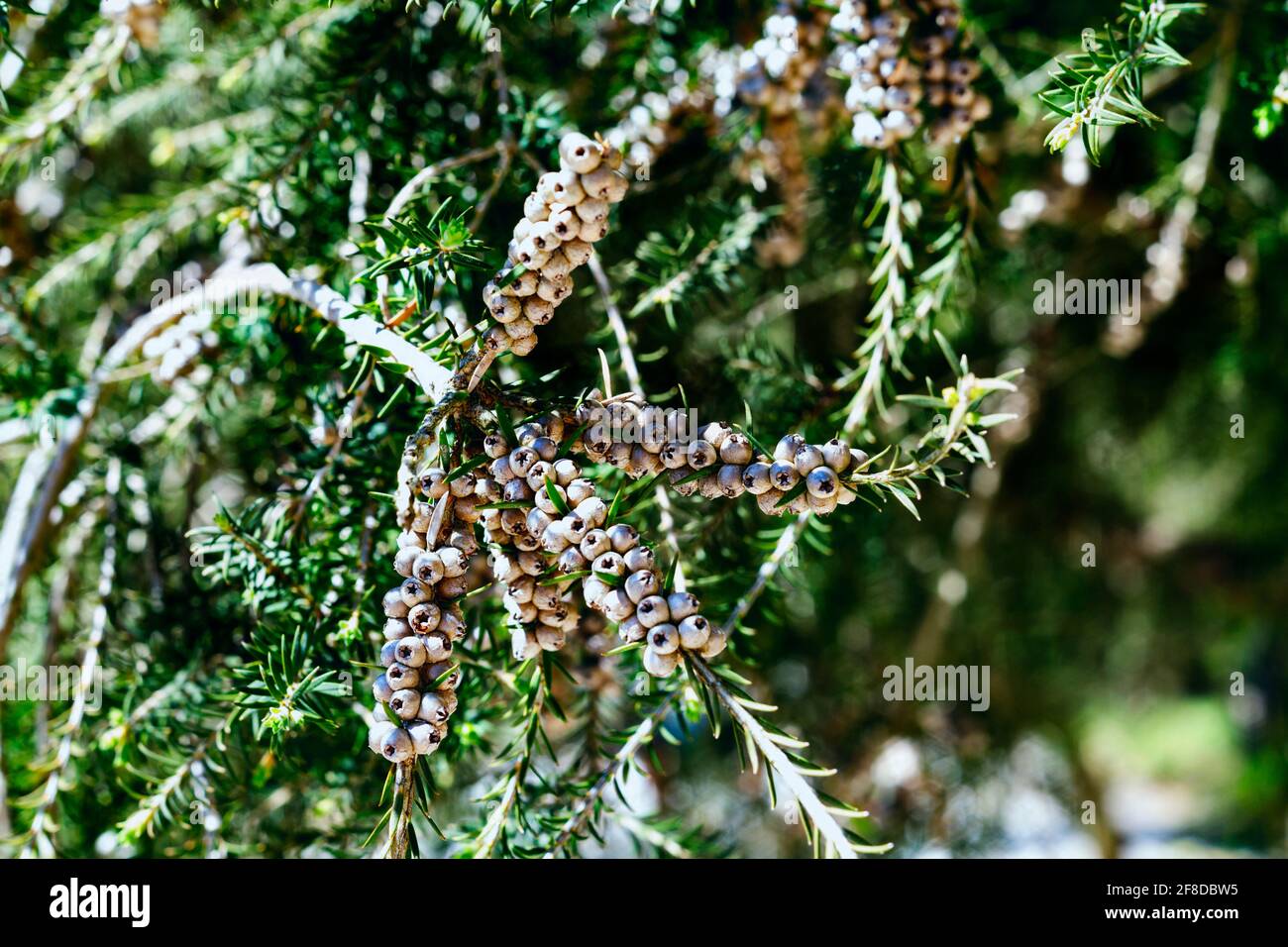 Frutti legnosi dell'arbusto punteggiato di melaleuca - melaleuca diosmifolia o. miele verde -mirto -ina giorno luminoso Foto Stock