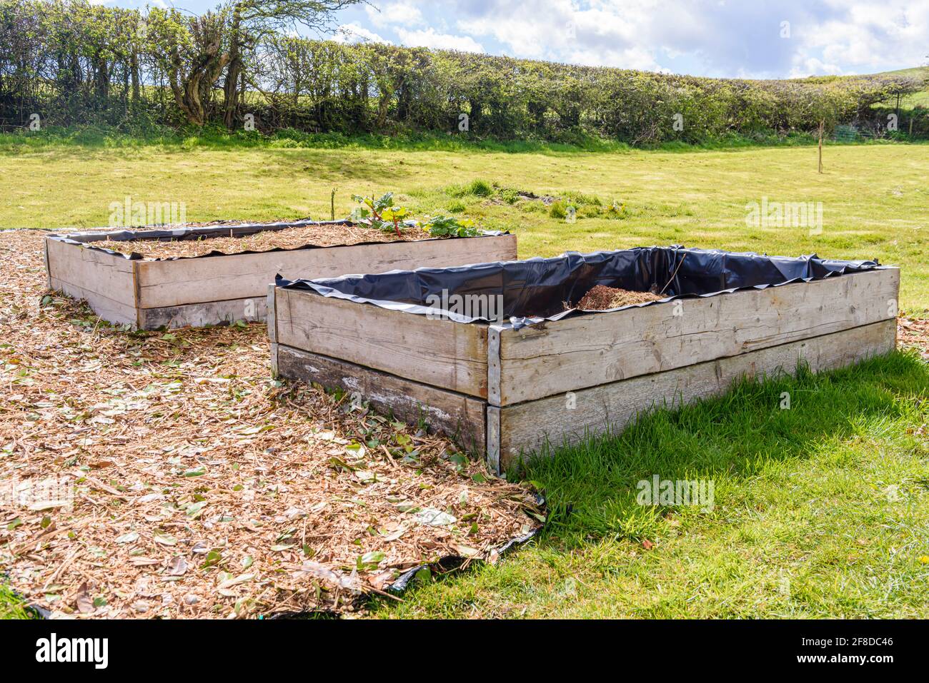 Giardiniere che fa un inizio con letti rialzati con uno pieno, e uno che è riempito di composto in un giardino di no-dig Foto Stock