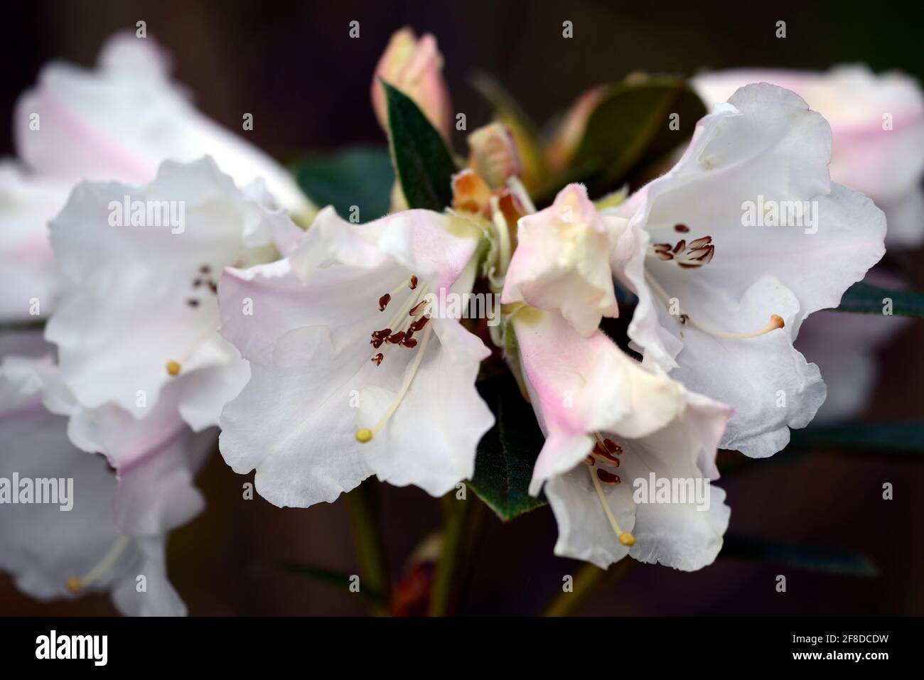Rododendron Lady Alice Fitzwilliam, fiori fortemente profumati a forma di imbuto, capriate di fiori, fiore capriate, fiori bianchi, fioritura, profumo, rho profumato Foto Stock