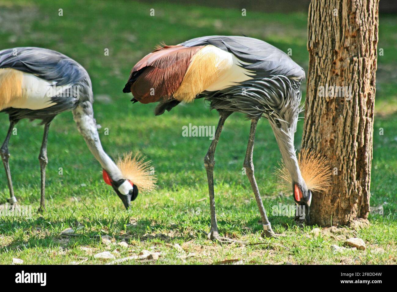 Coppia di gru coronate dell'Africa orientale in cerca di cibo Foto Stock