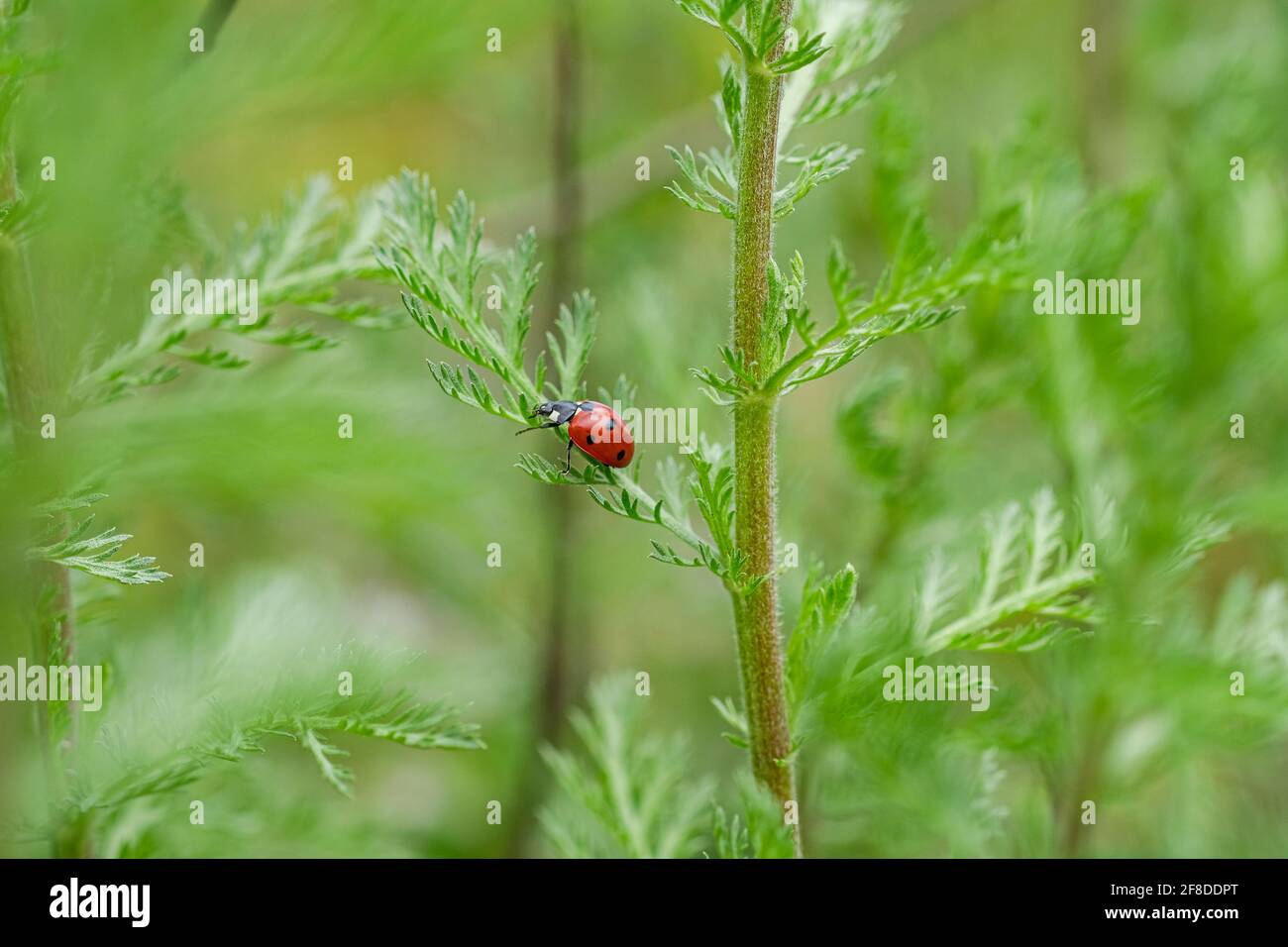 Rosso primavera coccinella insetto che vive su un ecosistema prato selvaggio, fauna selvatica animale natura Foto Stock