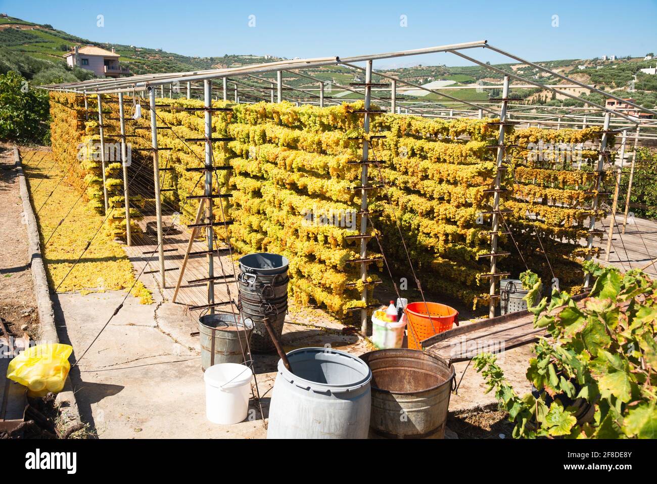 Elevazioni sole uve appassite appese su scaffali speciali di Arcanes regione vigneti, Heraklion, Creta, Grecia. Concetto di produzione Sun Raising. Foto Stock