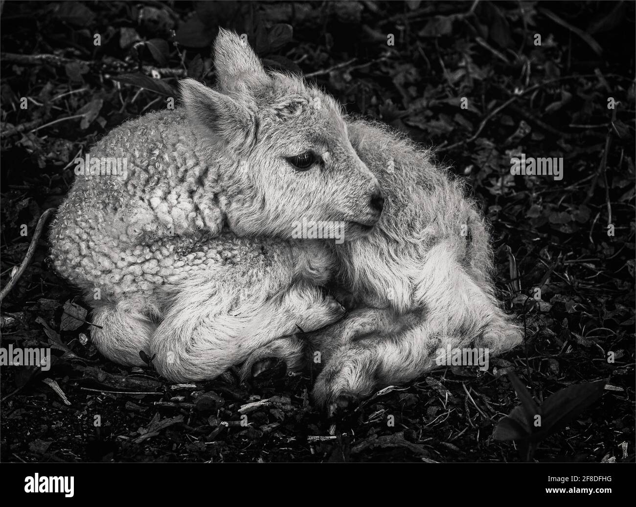 Agnello inglese Foto Stock