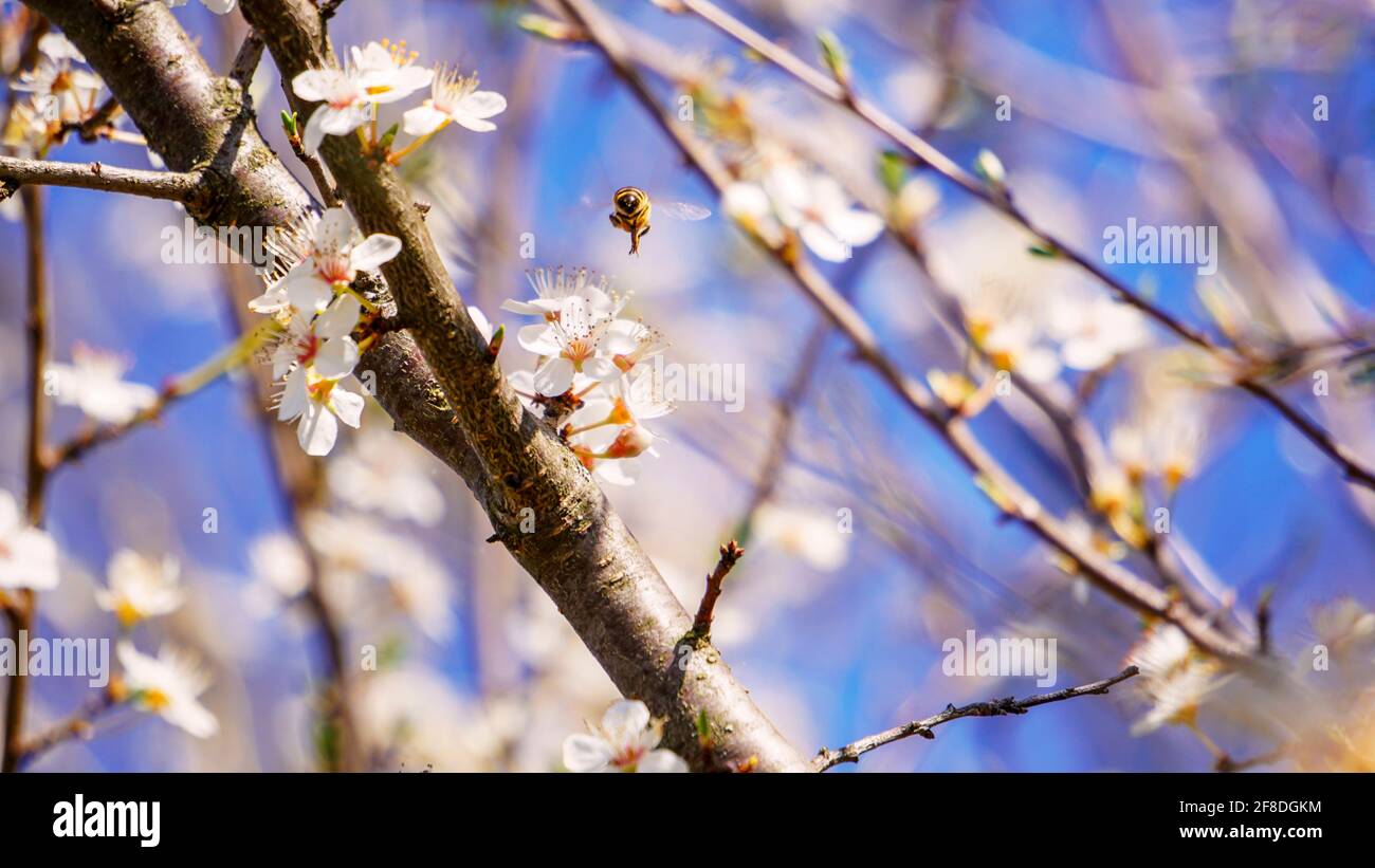Sfondo della molla. Immagine orizzontale con spazio di copia per testo e disegno con fiori fioriti a molla. Api di miele che impollinano gli alberi nel giardino. Foto Stock